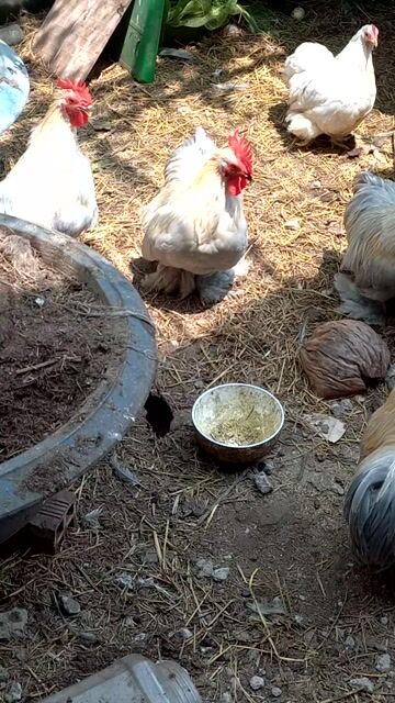 Mini cochin trống xám trưởng thành. Mua bán Gà tại Huyện An Phú An Giang được đăng bởi Nguyễn minh đức hình 1