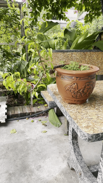 Cây cảnh Sanh Nam Điền dáng huyền. Mua bán Cây cảnh, đồ trang trí tại Huyện Phú Xuyên Hà Nội được đăng bởi Ngoc Long hình 1