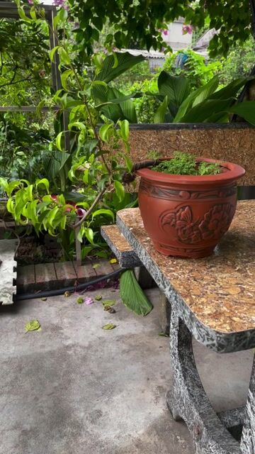Cây cảnh Sanh Nam Điền dáng huyền. Mua bán Cây cảnh, đồ trang trí tại Huyện Phú Xuyên Hà Nội được đăng bởi Ngoc Long hình 1