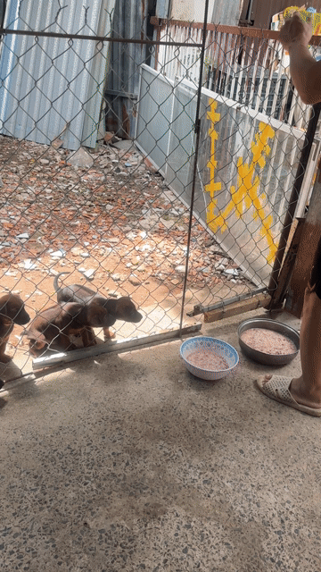 Chó Xoáy Thái lai Phú Quốc nâu đã tiêm phòng. Mua bán Chó tại Quận Tân Phú Tp Hồ Chí Minh được đăng bởi Đinh Văn Nghĩa hình 1