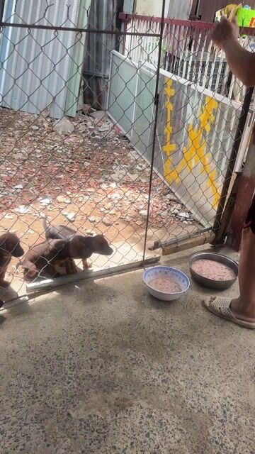 Chó Xoáy Thái lai Phú Quốc nâu đã tiêm phòng. Mua bán Chó tại Quận Tân Phú Tp Hồ Chí Minh được đăng bởi Đinh Văn Nghĩa hình 1
