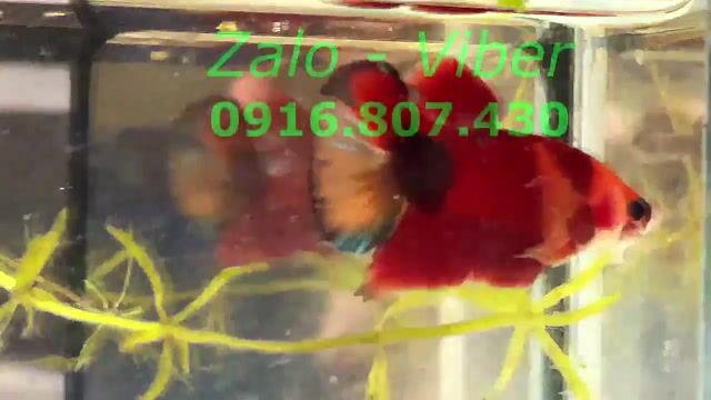 koi red nemo galaxy. Mua bán Thú cưng khác tại Quận Bình Thạnh Tp Hồ Chí Minh được đăng bởi Nguyễn Trung Hiếu hình 1