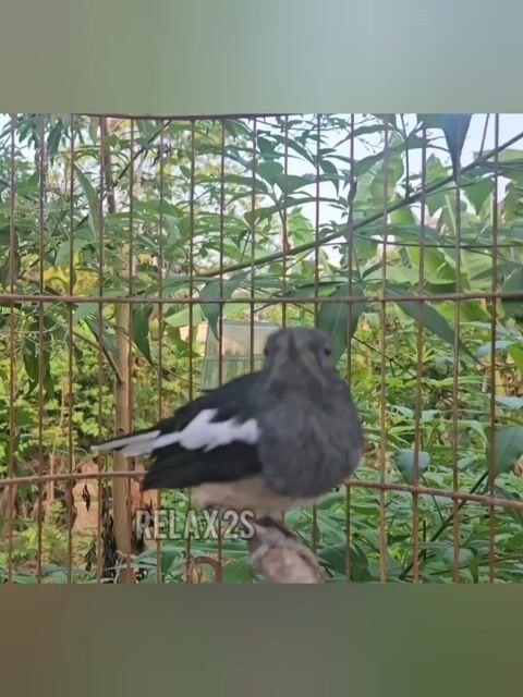 Chim chích chòe than mái 2 mùa. Mua bán Chim tại Thành phố Thủ Đức Tp Hồ Chí Minh được đăng bởi Quang hình 1