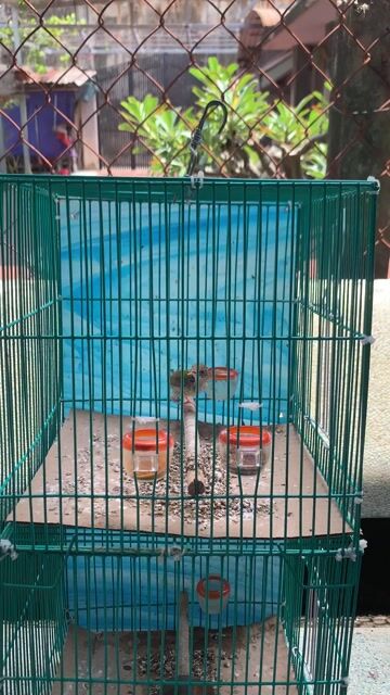 Chim sâu xanh hót nhiều. Mua bán Chim tại Quận Bình Tân Tp Hồ Chí Minh được đăng bởi Tấn Lực hình 1