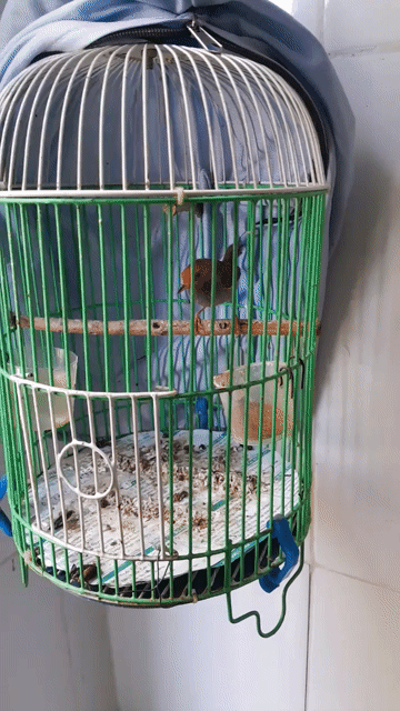 SÂU ĐẦU ĐỎ BẨY ĐƯƠC. Mua bán Chim tại Quận Bình Tân Tp Hồ Chí Minh được đăng bởi Hoàng Chính hình 1
