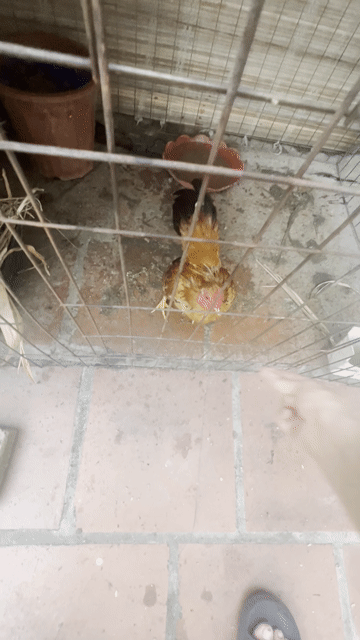Gà trống Nâu vàng. Mua bán Gà tại Huyện Đan Phượng Hà Nội được đăng bởi Kiên Hữu hình 1
