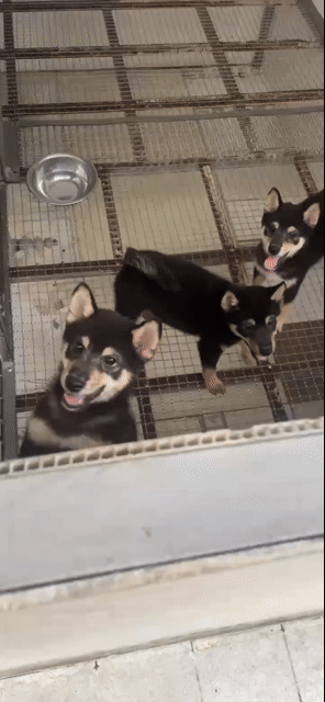 Chó Shiba Đực Đen. Mua bán Chó tại Thành phố Thủ Dầu Một Bình Dương được đăng bởi Nguyễn Khoa hình 1