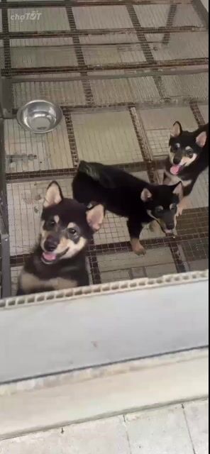 Chó Shiba Đực Đen. Mua bán Chó tại Thành phố Thủ Dầu Một Bình Dương được đăng bởi Nguyễn Khoa hình 1