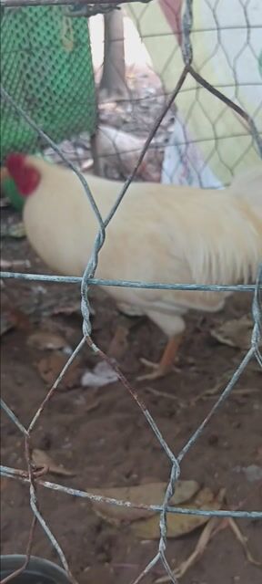 Gà Trắng 2.5kg. Mua bán Gà tại Huyện Cầu Ngang Trà Vinh được đăng bởi PhuToan hình 1