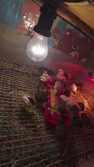 Gà Rutin Mini. Mua bán Gà tại Quận Hoàng Mai Hà Nội được đăng bởi Trần Văn Đường hình 1