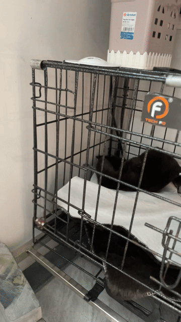 Lồng nuôi mèo Thép sơn tĩnh điện Đen. Mua bán Phụ kiện, Thức ăn, Dịch vụ tại Quận Nam Từ Liêm Hà Nội được đăng bởi Vũ Quang Minh hình 1
