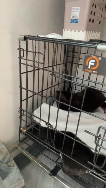 Lồng nuôi mèo Thép sơn tĩnh điện Đen. Mua bán Phụ kiện, Thức ăn, Dịch vụ tại Quận Nam Từ Liêm Hà Nội được đăng bởi Vũ Quang Minh hình 1
