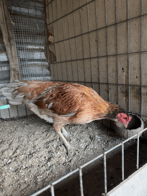 Xám vàng chân xanh. Mua bán Gà tại Huyện Châu Thành Tiền Giang được đăng bởi Võ Tấn Phúc hình 1