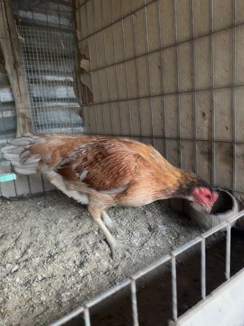 Xám vàng chân xanh. Mua bán Gà tại Huyện Châu Thành Tiền Giang được đăng bởi Võ Tấn Phúc hình 1