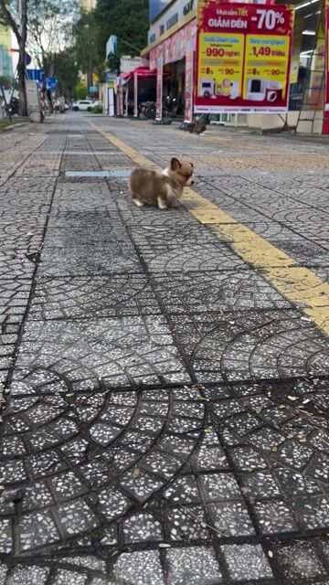 Chó Corgi Fluffy short body siêu ngắn “Dị”. Mua bán Chó tại Quận Thanh Khê Đà Nẵng được đăng bởi Chaien Pet Shop hình 1