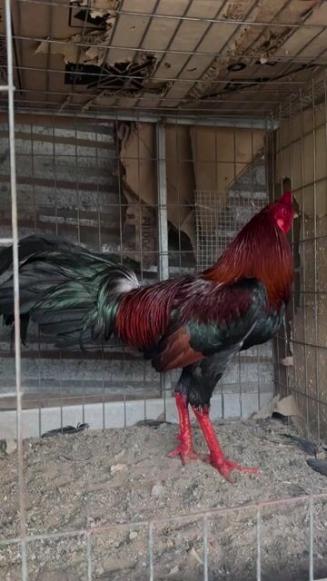 Điều 3.3kg. Mua bán Gà tại Huyện Châu Thành Tiền Giang được đăng bởi Võ Tấn Phúc hình 1