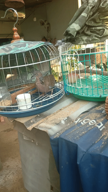 Chim Cu gáy Ma Lai sắp sinh sản. Mua bán Chim tại Thành phố Long Khánh Đồng Nai được đăng bởi cu gáy mai lai sinh sản Đồng nai  hình 1