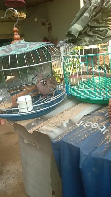 Chim Cu gáy Ma Lai sắp sinh sản. Mua bán Chim tại Thành phố Long Khánh Đồng Nai được đăng bởi cu gáy mai lai sinh sản Đồng nai  hình 1