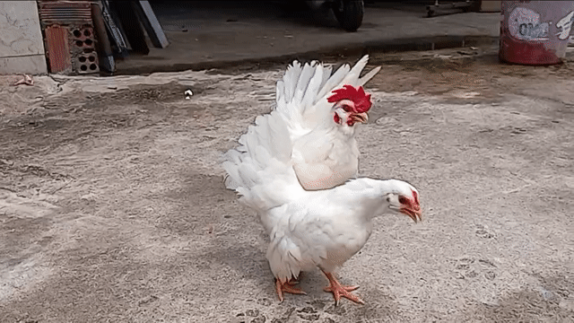Cặp tre Thái nhạn mặt râu đuôi xòe. Mua bán Gà tại Huyện Long Thành Đồng Nai được đăng bởi Nguyễn Văn Hậu hình 1