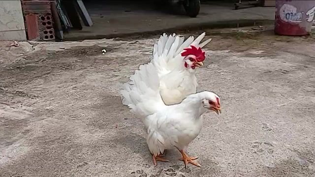 Cặp tre Thái nhạn mặt râu đuôi xòe. Mua bán Gà tại Huyện Long Thành Đồng Nai được đăng bởi Nguyễn Văn Hậu hình 1