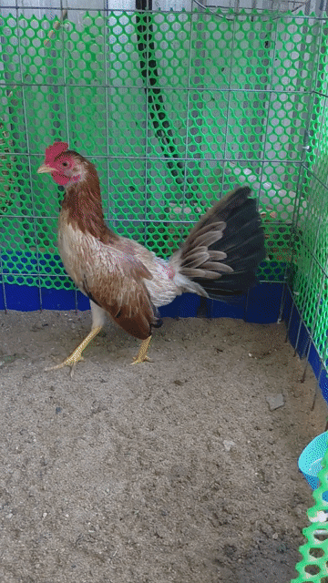Gà mái Mỹ 8 lạng cân vuông. Mua bán Gà tại Quận Bình Thuỷ Cần Thơ được đăng bởi Gà Lai Máu hình 1