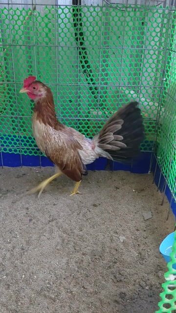Gà mái Mỹ 8 lạng cân vuông. Mua bán Gà tại Quận Bình Thuỷ Cần Thơ được đăng bởi Gà Lai Máu hình 1