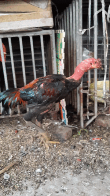 Gà chọi Đen Đỏ 3kg. Mua bán Gà tại Quận Nam Từ Liêm Hà Nội được đăng bởi long hình 1