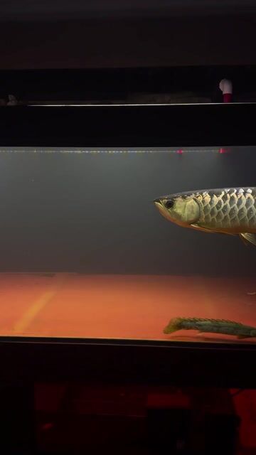 24k U40 Vàng. Mua bán Thú cưng khác tại Quận Bình Thạnh Tp Hồ Chí Minh được đăng bởi Hoài Ân hình 1