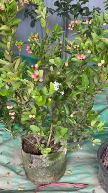 Cây siro đang ra quả khỏe mạnh. Mua bán Cây cảnh, đồ trang trí tại Huyện Sông Lô Vĩnh Phúc được đăng bởi Nhà vườn Ngọc Trang hình 1