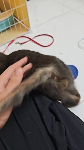 Mèo Đen. Mua bán Mèo tại Huyện Thanh Trì Hà Nội được đăng bởi tran dat hình 1