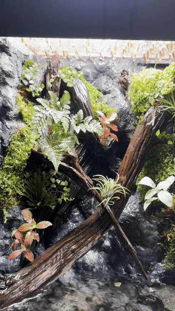 bán hồ terarium tự làm. Mua bán Phụ kiện, Thức ăn, Dịch vụ tại Huyện Nhà Bè Tp Hồ Chí Minh được đăng bởi Hoàng Anh hình 1