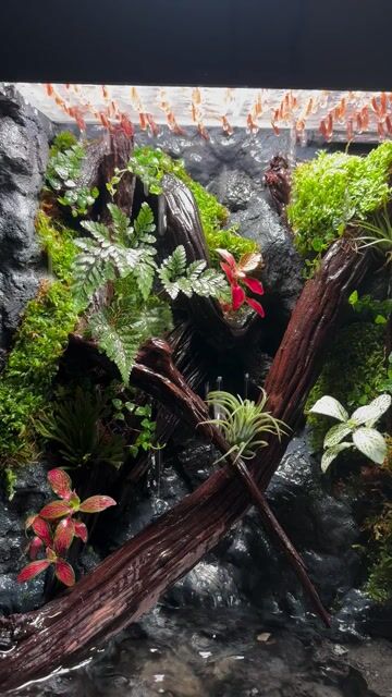 bán hồ terarium tự làm. Mua bán Phụ kiện, Thức ăn, Dịch vụ tại Huyện Nhà Bè Tp Hồ Chí Minh được đăng bởi Hoàng Anh hình 1