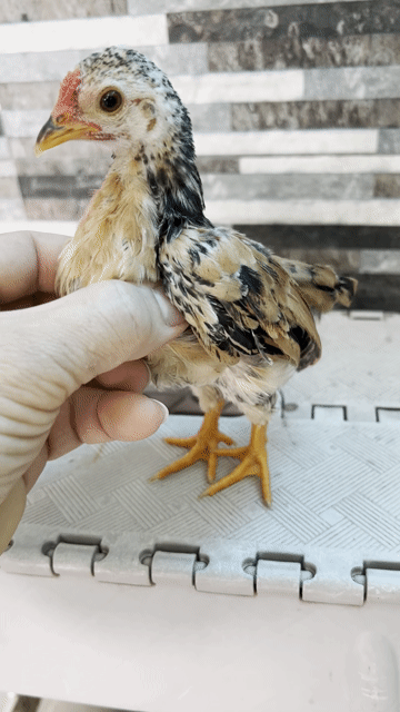 chia 1 trống tre Bắc cộc, chân lùn. Mua bán Gà tại Quận Phú Nhuận Tp Hồ Chí Minh được đăng bởi Lê Anh Thắng hình 1