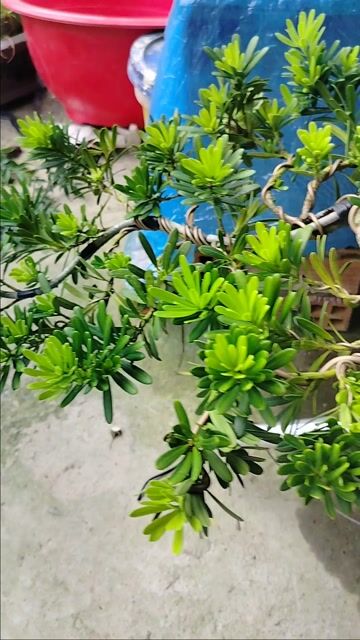 Cây cảnh Bonsai Kim cương rin. Mua bán Cây cảnh, đồ trang trí tại Huyện Cai Lậy Tiền Giang được đăng bởi Cây cảnh bonsai  hình 1