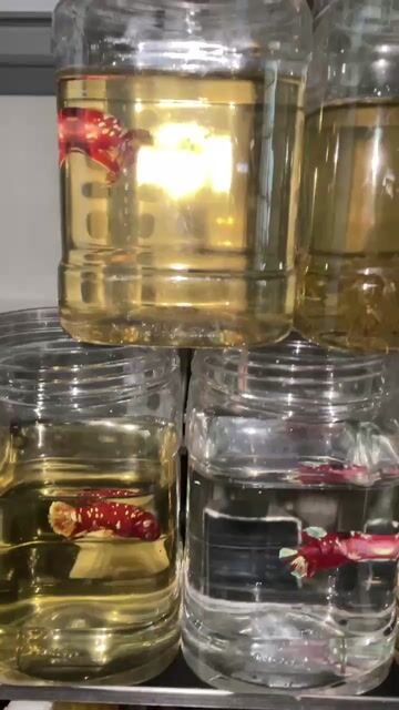Cá betta GLX Đỏ, Vàng, Trắng. Mua bán Thú cưng khác tại Quận 8 Tp Hồ Chí Minh được đăng bởi Phát hình 1