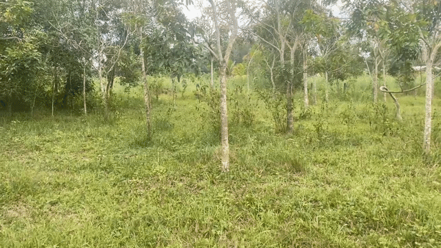 Mua bán Đất Huyện Dầu Tiếng Bình Dương diện tích 5071 m² giá 4,5 tỷ