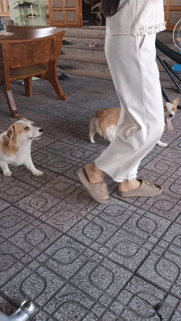 3 pé Chó Corgi cái Nâu trắng giá thanh lý 1tr8. Mua bán Chó tại Thành phố Thủ Dầu Một Bình Dương được đăng bởi Nguyễn Duy hình 1