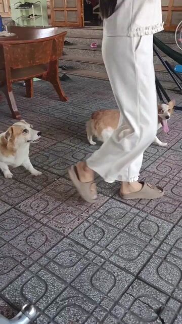 3 pé Chó Corgi cái Nâu trắng giá thanh lý 1tr8. Mua bán Chó tại Thành phố Thủ Dầu Một Bình Dương được đăng bởi Nguyễn Duy hình 1