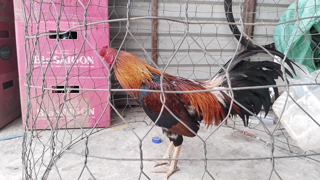 Gà nhiều màu sắc khỏe mạnh. Mua bán Gà tại Thành phố Bạc Liêu Bạc Liêu được đăng bởi Dieu Huy hình 1