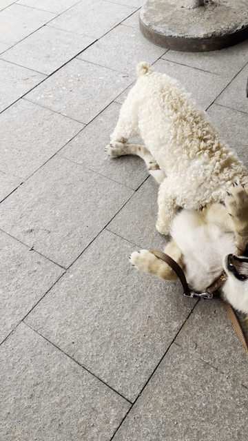 Chó Golden Retriever cái. Mua bán Chó tại Thành phố Qui Nhơn Bình Định được đăng bởi Mr Faster hình 1