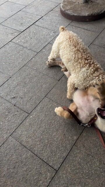 Chó Golden Retriever cái. Mua bán Chó tại Thành phố Qui Nhơn Bình Định được đăng bởi Mr Faster hình 1