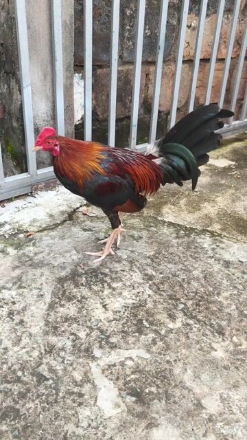 Siu mỹ trang 1k3 tay 1cuc log mới ze chơi liên đc. Mua bán Gà tại Thành phố Thủ Dầu Một Bình Dương được đăng bởi Thanh Tiền hình 1