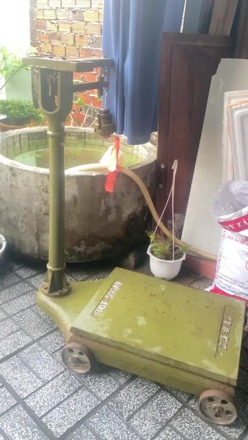 Cân đĩa kim loại xanh rêu. Mua bán Đồ chuyên dụng, Giống nuôi trồng tại Thành phố Tây Ninh Tây Ninh được đăng bởi  Ngân Gỗ TN  hình 1