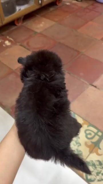 Chó Chihuahua đực nhỏ. Mua bán Chó tại Quận 8 Tp Hồ Chí Minh được đăng bởi Idol hình 1