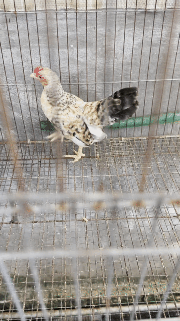 Gà Tre bắc cú. Mua bán Gà tại Quận Cái Răng Cần Thơ được đăng bởi Trung hình 1