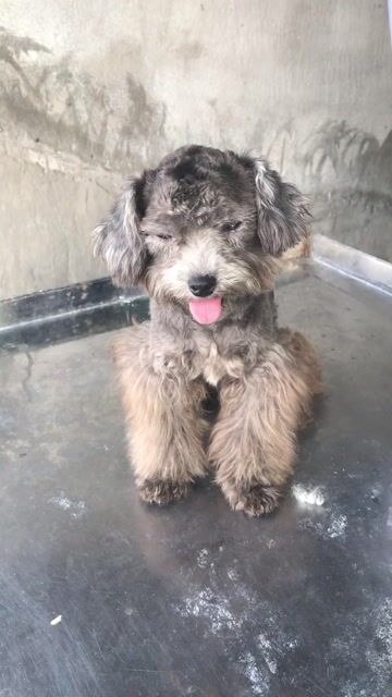 bán bé teacup. Mua bán Chó tại Quận 6 Tp Hồ Chí Minh được đăng bởi Tân hình 1