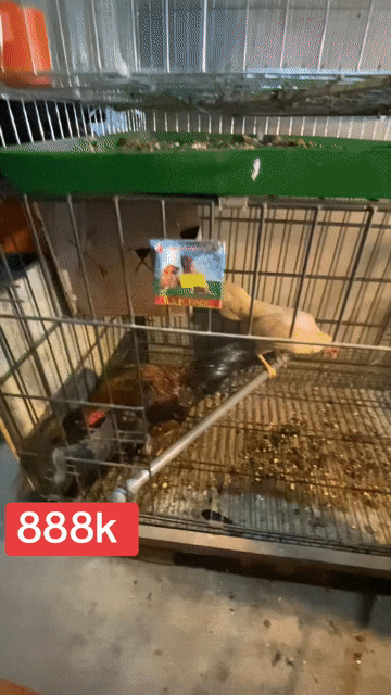 tía cộc 7 tháng. Mua bán Gà tại Quận Long Biên Hà Nội được đăng bởi gà tre 08866 một 5668 hình 1