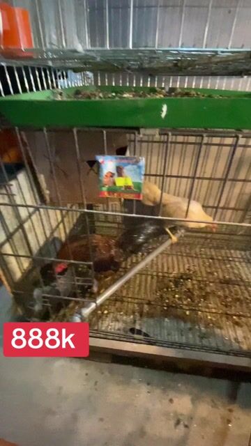 tía cộc 7 tháng. Mua bán Gà tại Quận Long Biên Hà Nội được đăng bởi gà tre 08866 một 5668 hình 1