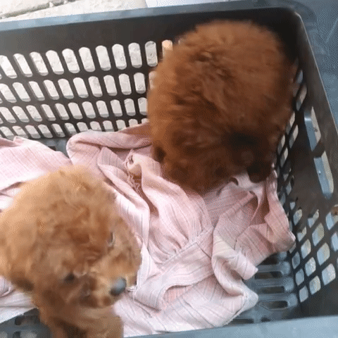 Chó kiễng, dòng dễ nuôi-AG. Mua bán Chó tại Thành phố Long Xuyên An Giang được đăng bởi Kim Sơn Thạch hình 1