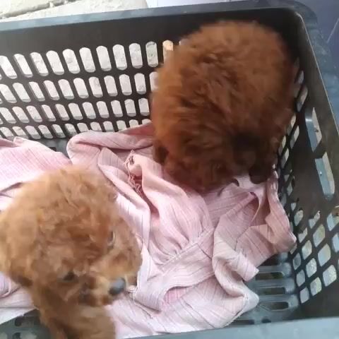 Chó kiễng, dòng dễ nuôi-AG. Mua bán Chó tại Thành phố Long Xuyên An Giang được đăng bởi Kim Sơn Thạch hình 1